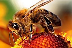 A picture of a bee - the perfect example of correct buzzword usage